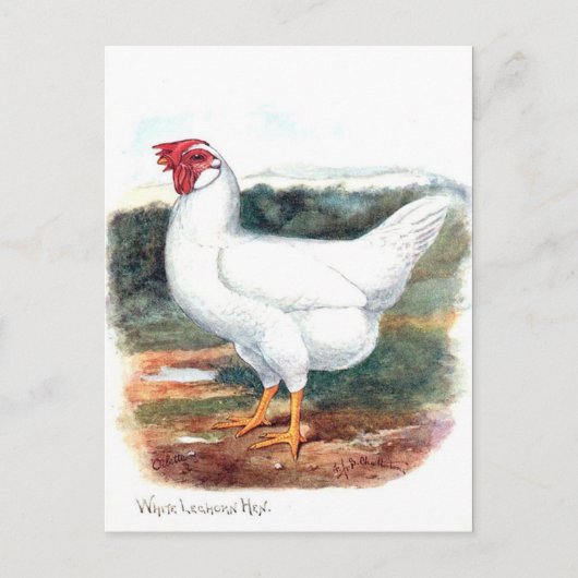 Ancienne carte postale - Whire Leghorn Hen (Devant)