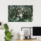 ANCIENNE LOUISIANA OAK TREE POSTER (Bureau à domicile)