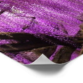 Ancienne Wisteria Purple Lavender Poster (Coin)