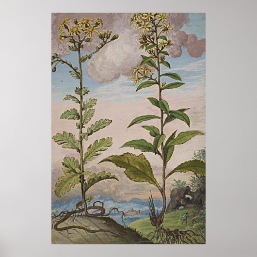 Ancient botanisch art Goldenrod Poster (Voorkant)