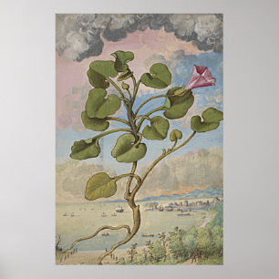 Ancient botanisch kunstgebindweed poster