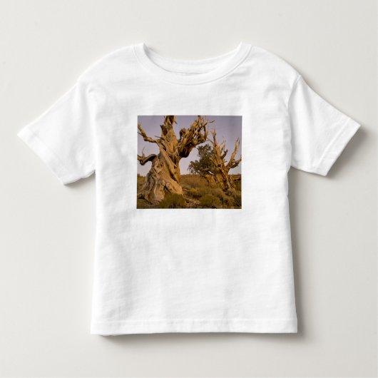 Ancient Bristlecone Forest, White Mountains, CA Kinder Shirts (Voorkant)