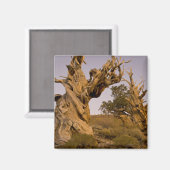 Ancient Bristlecone Forest, White Mountains, CA Magneet (Voorkant / Achterkant)