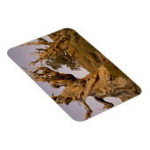 Ancient Bristlecone Forest, White Mountains, CA Magneet (Rechterzijde)