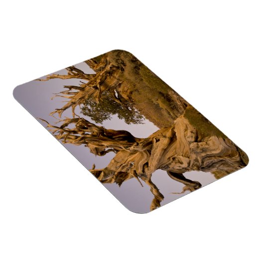 Ancient Bristlecone Forest, White Mountains, CA Magneet (Rechterzijde)