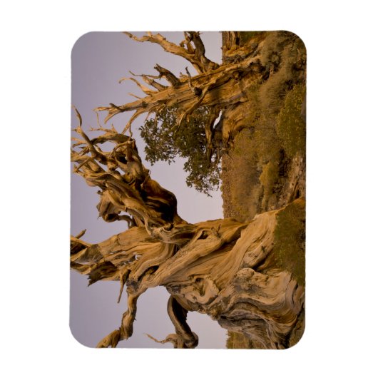Ancient Bristlecone Forest, White Mountains, CA Magneet (Verticaal)