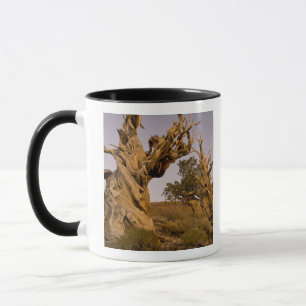 Ancient Bristlecone Forest, White Mountains, CA Mok