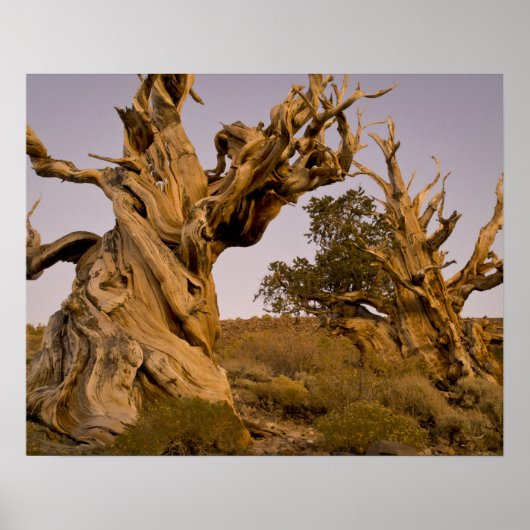 Ancient Bristlecone Forest, White Mountains, CA Poster (Voorkant)
