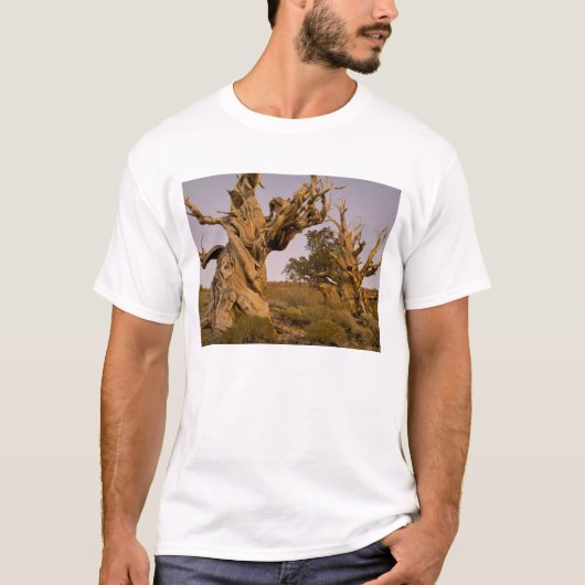Ancient Bristlecone Forest, White Mountains, CA T-shirt (Voorkant)