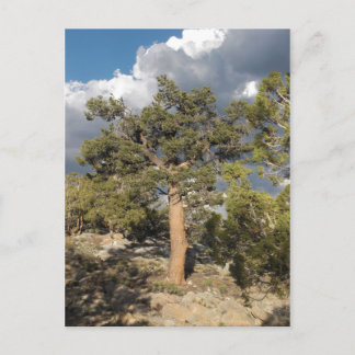 Ancient Bristlecone Pine Forest Briefkaart