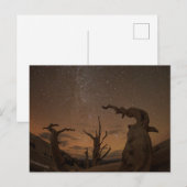 Ancient Bristlecone Pine Forest | Californië Briefkaart (Voorkant / Achterkant)