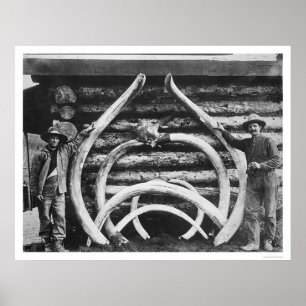Ancient Mastodon Botten Alaska 1908 Poster
