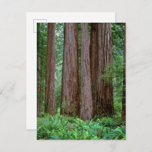 Ancient Redwood Towering Briefkaart (Voorkant / Achterkant)