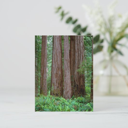 Ancient Redwood Towering Briefkaart (Staand voorkant)