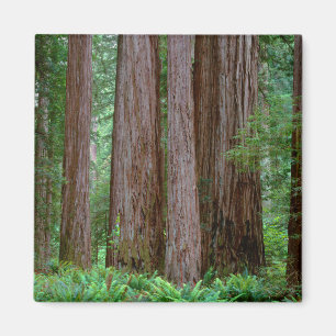 Ancient Redwood Towering Magneet