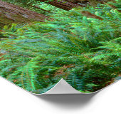 Ancient Redwood Towering Poster (Hoek)