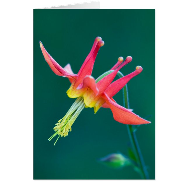Ancolie rouge (Devant)