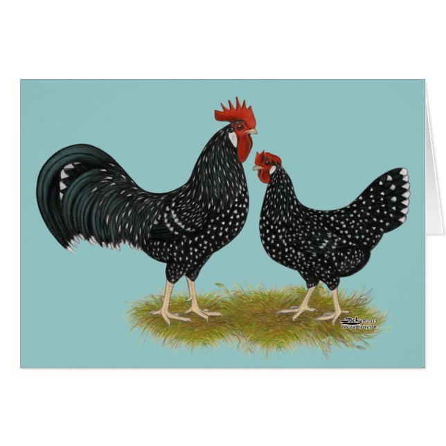 Ancona Chickens (Voorkant Horizontaal)