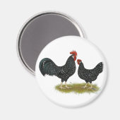 Ancona Chickens Magneet (Voorkant / Achterkant)