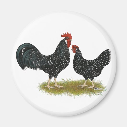 Ancona Chickens Magneet (Voorkant)