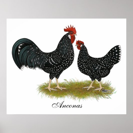 Ancona Chickens Poster (Voorkant)