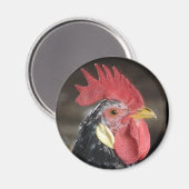 Ancona Roo Magneet (Voorkant / Achterkant)