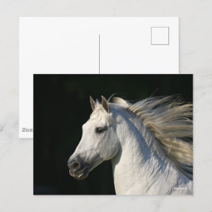 Andalucian Stallion Headshot Mane stromend Briefkaart