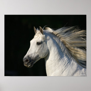 Andalucian Stallion Headshot Mane stromend Poster