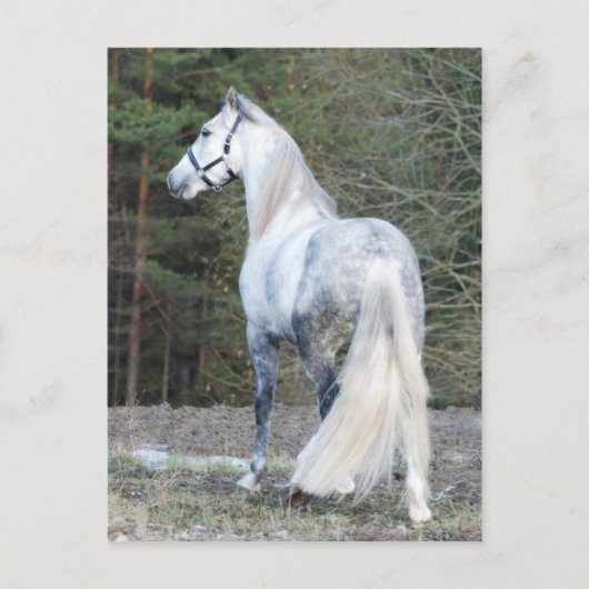 Andalusiaans 2 briefkaart (Voorkant)