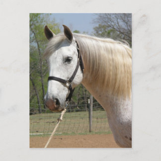 ANDALUSIAN HORSE HEAD MORISCO BRIEFKAART