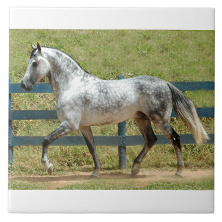 Andalusië Stallion Trotting Tegeltje