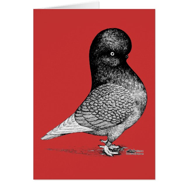 Andalusische tuimelduif (Voorkant)