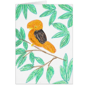 Andean CockOfTheRock (Rupicola peruvianus)