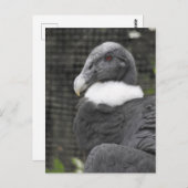Andean Condor Briefkaart (Voorkant / Achterkant)