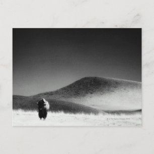 Andere gebruikelijke naam: buffalo. Windgrot Natio Briefkaart