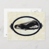 Anders Zorn, het weduwe Briefkaart (Voorkant / Achterkant)