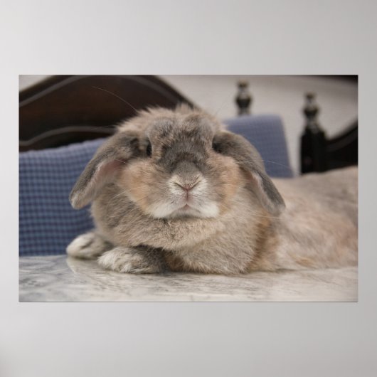 Andorra de bunny: Chillaxing Poster (Voorkant)