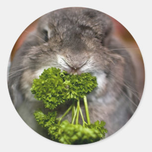Andorra de bunny: Peterselie aanval Ronde Sticker