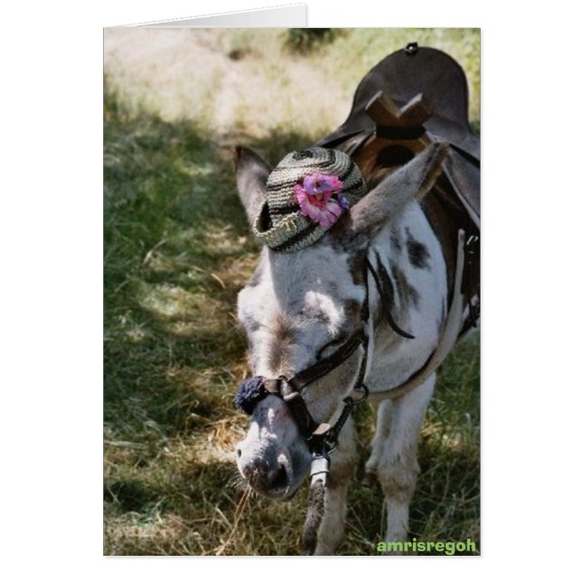 âne avec casquette (Devant)