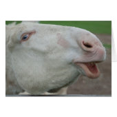 Âne baroque blanc (Devant horizontal)