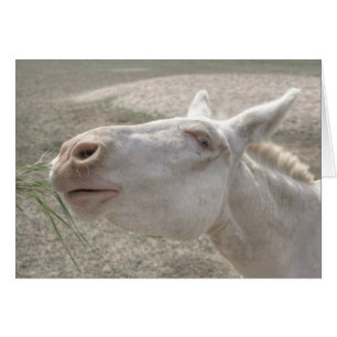 Âne blanc autrichien-hongrois