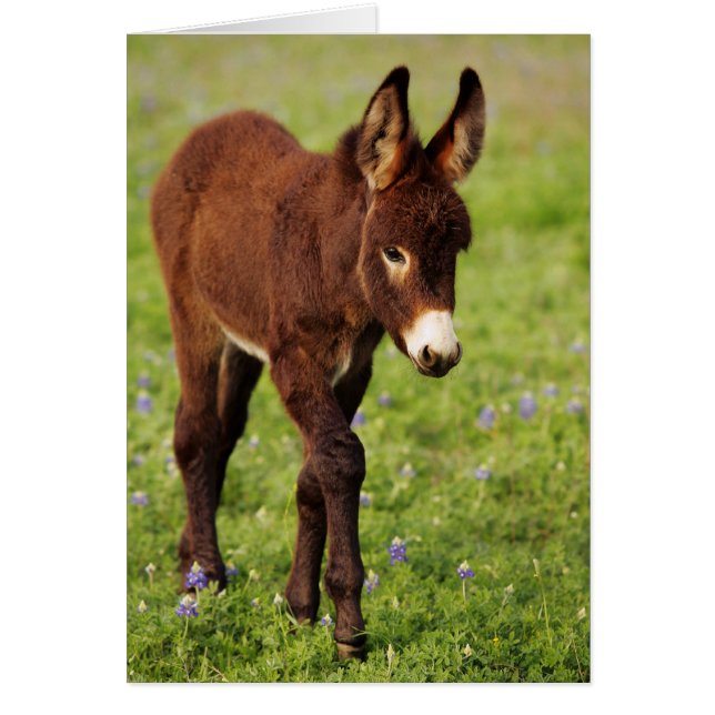 Âne de bébé dans les capots bleus (Devant)
