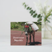 âne en République Dominicaine sur carte postale (Debout devant)