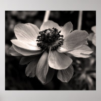 Anemone Black en White Floral photography Poster