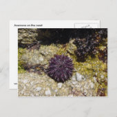 Anemone Briefkaart (Voorkant / Achterkant)