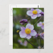 Anemone Briefkaart (Voorkant / Achterkant)
