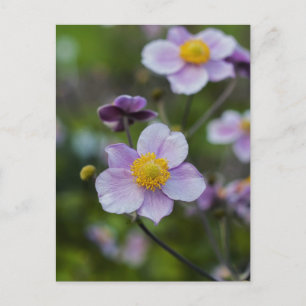 Anemone Briefkaart