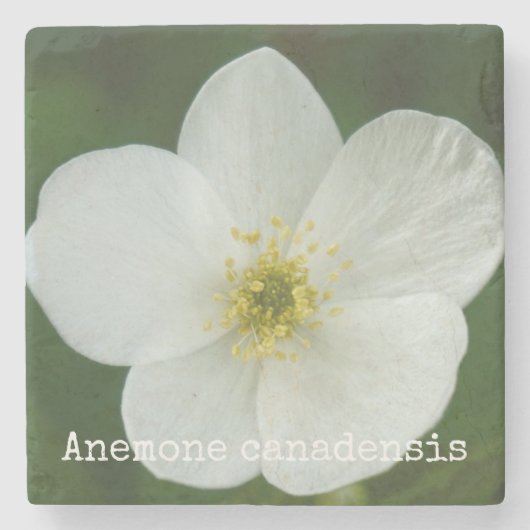 Anemone canadensis stenen onderzetter (Voorkant)