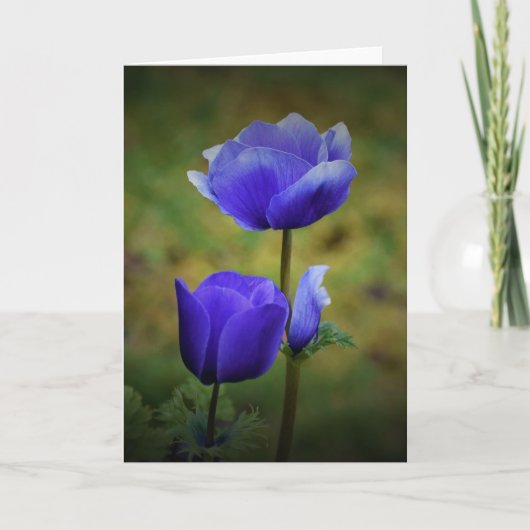 Anémone, carte (Devant)