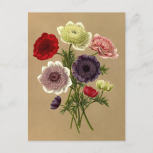 Anemone Coronaria Fl. Pl. (Duizels) Briefkaart